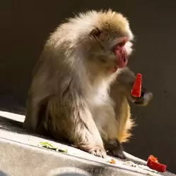 Довольный японский макак поедает сладкие перец