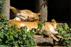 Спящие львицы в зоопарке Амстердама