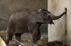 Слонёнок в зоопарке Амстердама