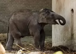Слонёнок (Индийский слон)