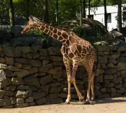 Сетчатые жирафы в зоопарке Амстердама
