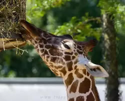 Сетчатый жираф в зоопарке Амстердама