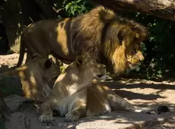Семейство львов в зоопарке Амстердама