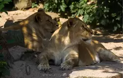 Довольные львицы взирают на своего самца