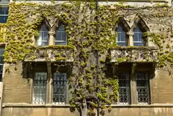 Виноградная лоза — Колледж Крайст-Чёрч в Оксфорде