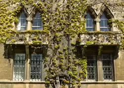 Виноградная лоза — Колледж Крайст-Чёрч в Оксфорде