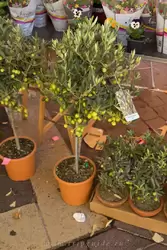 Оливковые деревца на продажу