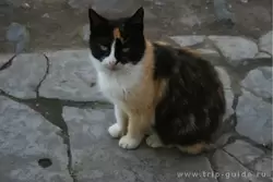 Кошка в Спасо-Преображенском монастыре Валаама