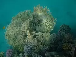 Рыбки и кораллы Красного моря, фото 51