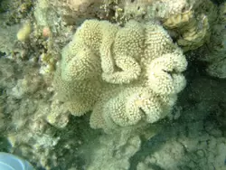 Рыбки и кораллы Красного моря, фото 48