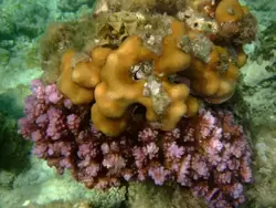 Рыбки и кораллы Красного моря, фото 53