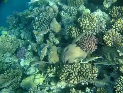 Рыбки и кораллы Красного моря, фото 49