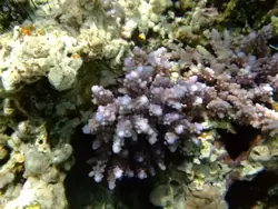 Рыбки и кораллы Красного моря, фото 47