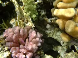 Рыбки и кораллы Красного моря, фото 46