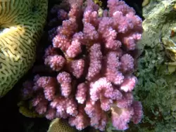Рыбки и кораллы Красного моря, фото 45
