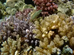 Рыбки и кораллы Красного моря, фото 44