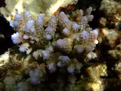 Рыбки и кораллы Красного моря, фото 38