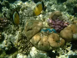 Рыбки и кораллы Красного моря, фото 40