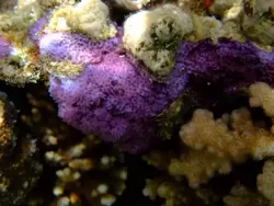 Рыбки и кораллы Красного моря, фото 36