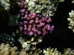 Рыбки и кораллы Красного моря, фото 33