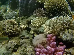 Рыбки и кораллы Красного моря, фото 29