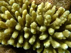 Рыбки и кораллы Красного моря, фото 28