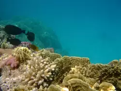 Рыбки и кораллы Красного моря, фото 26