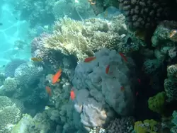 Рыбки и кораллы Красного моря, фото 25