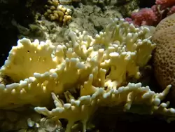 Рыбки и кораллы Красного моря, фото 24