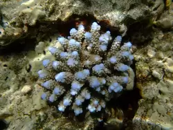Рыбки и кораллы Красного моря, фото 23