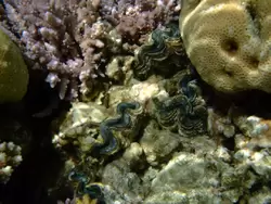 Рыбки и кораллы Красного моря, фото 22