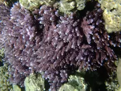 Рыбки и кораллы Красного моря, фото 21