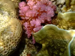 Рыбки и кораллы Красного моря, фото 20