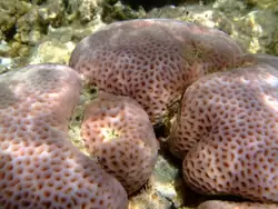Рыбки и кораллы Красного моря, фото 19