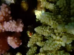 Рыбки и кораллы Красного моря, фото 18