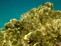 Рыбки и кораллы Красного моря, фото 17
