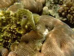 Рыбки и кораллы Красного моря, фото 16
