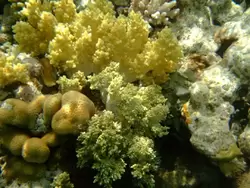 Рыбки и кораллы Красного моря, фото 15