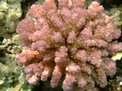 Рыбки и кораллы Красного моря, фото 14