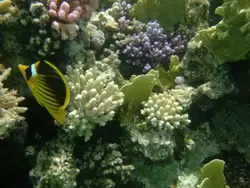 Рыбки и кораллы Красного моря, фото 12