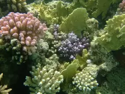 Рыбки и кораллы Красного моря, фото 11