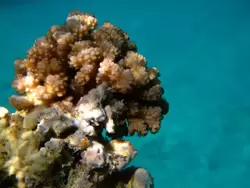 Рыбки и кораллы Красного моря, фото 9