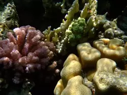 Рыбки и кораллы Красного моря, фото 8