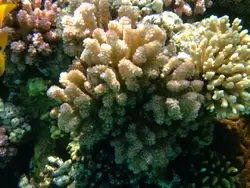 Рыбки и кораллы Красного моря, фото 7