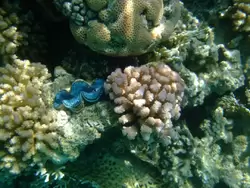 Рыбки и кораллы Красного моря, фото 6