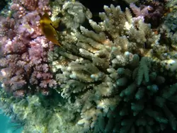 Рыбки и кораллы Красного моря, фото 5