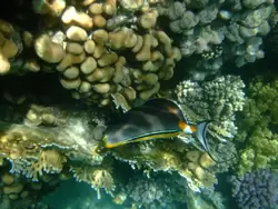 Рыбки и кораллы Красного моря, фото 3