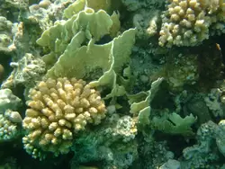 Рыбки и кораллы Красного моря, фото 2