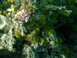 Рыбки и кораллы Красного моря, фото 99