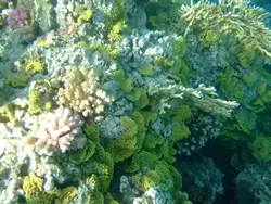 Рыбки и кораллы Красного моря, фото 98